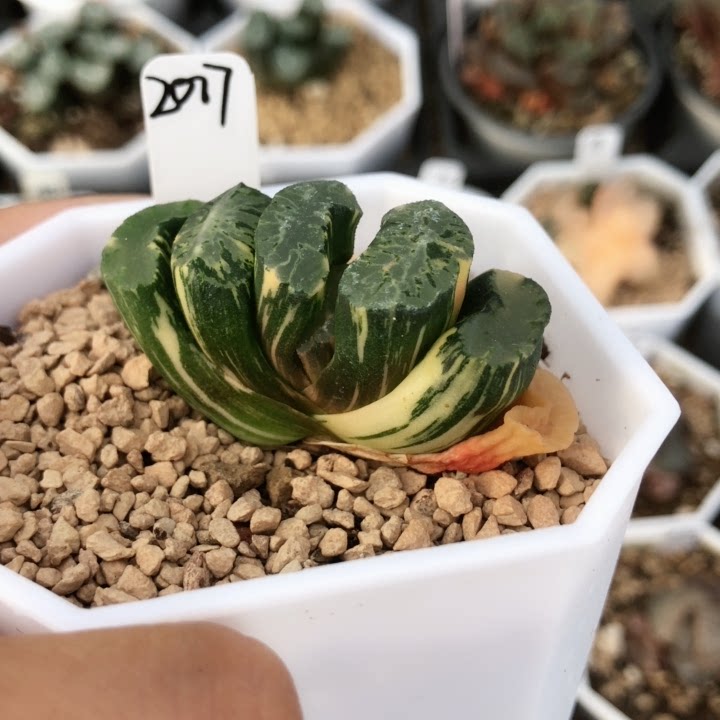 2017北斋玉扇一物一拍根系好带盆发货多肉植物