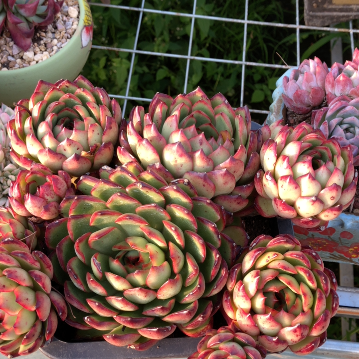 保利安娜多肉植物