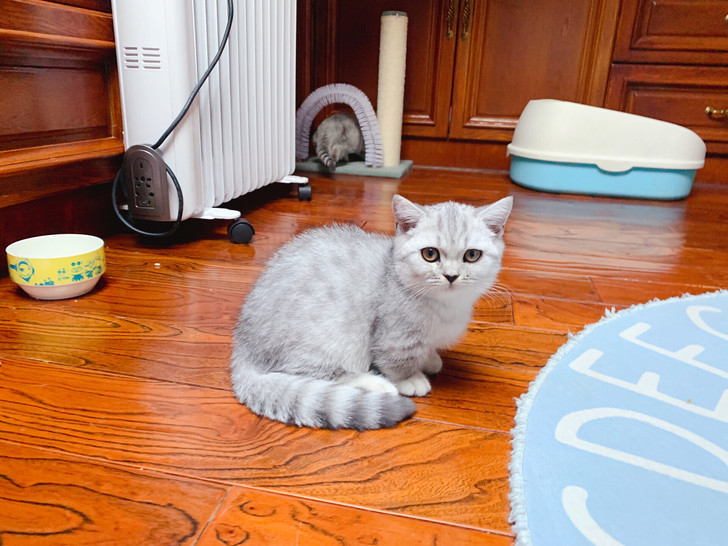矮脚银渐层曼基康小公猫公猫马上三个月大了就一只腿超级短