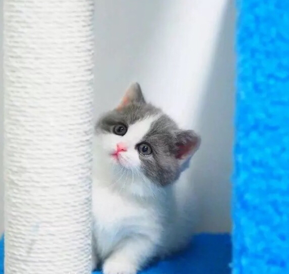 #有偿领养#英短银渐层免费宠物猫咪渐层蓝猫蓝白英短美短纯种猫