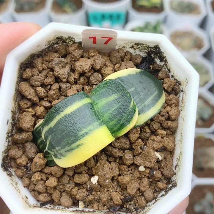 17号军配卧牛多肉植物