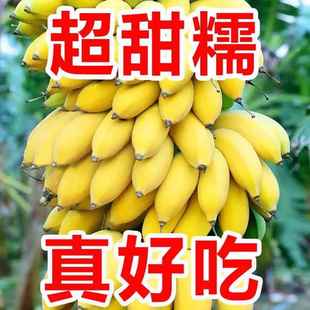 广西小米蕉香蕉新鲜水果9斤小香芭蕉当季苹果蕉整箱自然熟包邮5