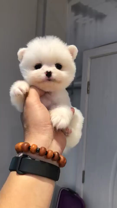 #小型犬#