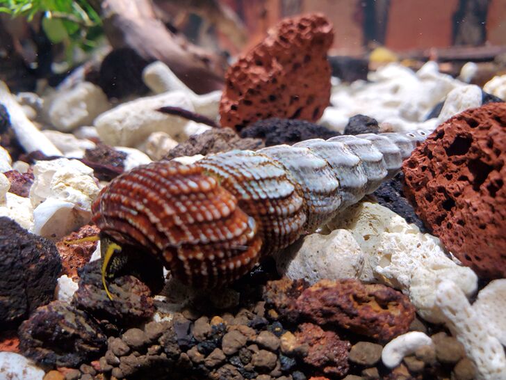 苏螺图鉴黄天线满天星橙须身上黄色斑点中大型苏螺类