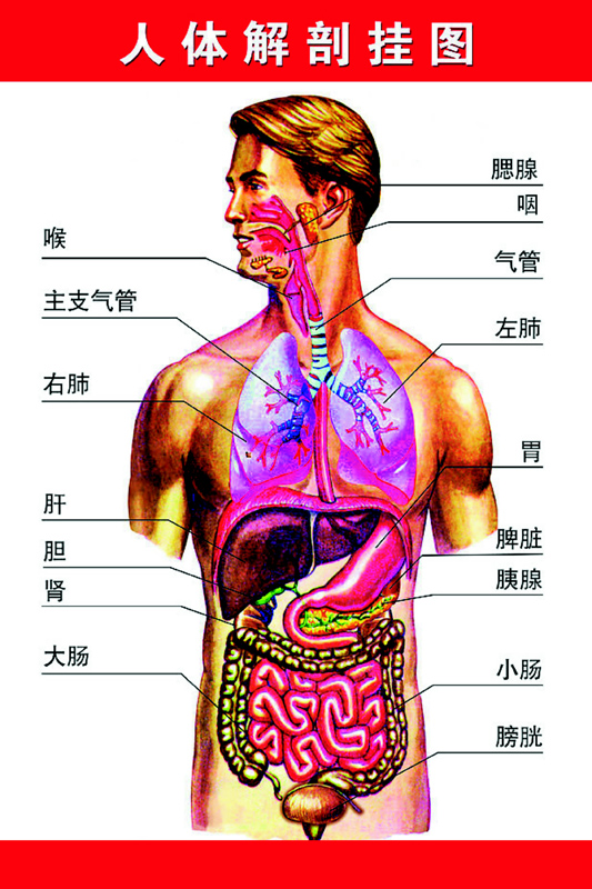 女性内部器官分布图解图片