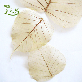 diy植物材料墙贴壁纸 天然树叶创意书签 叶脉标本绘画图片
