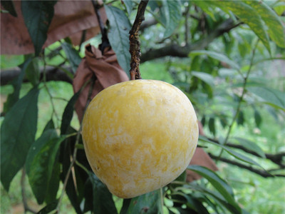 奈李炎陵奈李高山绿色新鲜套袋黄金奈李礼品装10斤7月份全国包邮