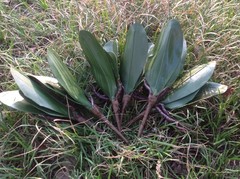 厂家批发绢花假花装饰花塑料花客厅家居摆件插花艺仿真花花车套装