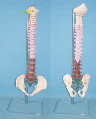 脊椎脊柱 盆骨推拿 教学人体脊椎色分演示模型 人体解剖脊椎模型