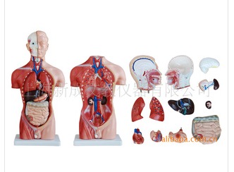 供应42CM男性躯干模型（小小的躯干模型，却包含了13件内脏）