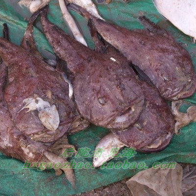 开渔啦!深海新鲜安康鱼 蛤蟆鱼 丑陋但鲜嫩 250g按介绍拍份数