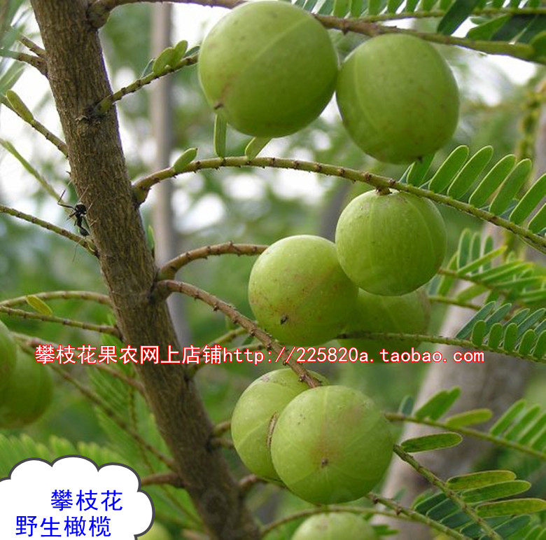 攀枝花野生滇橄榄油甘果余甘果牛甘果5斤49元包邮量大优惠