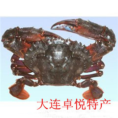 大连庄河海鲜特产 鲜活新鲜大赤甲红/石甲红/螃蟹/一只4~5两肥鲜