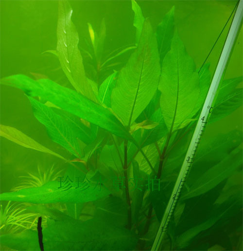 水柳草图片,水柳树图片_大山谷图库