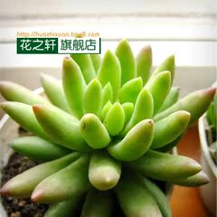 多肉植物【玉珠莲】室内盆栽 绿植花卉 防辐射 景天科 含花盆