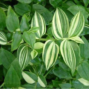 盆栽花卉植物青白玉吊兰彩叶吊兰花叶吊竹梅垂吊花卉蔓生植物