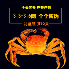 现货澄莹阳澄湖大闸蟹母蟹3.3-3.6两10只鲜活礼盒装团购全母螃蟹