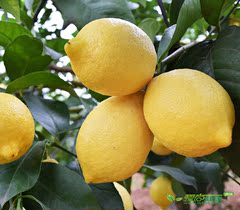 河柠柠檬 新鲜水果河源特产 新鲜黄柠檬尤力克10个装 包邮