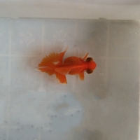 渔场直销黑色蝶尾小金鱼活体\/冷水鱼蝴蝶尾巴