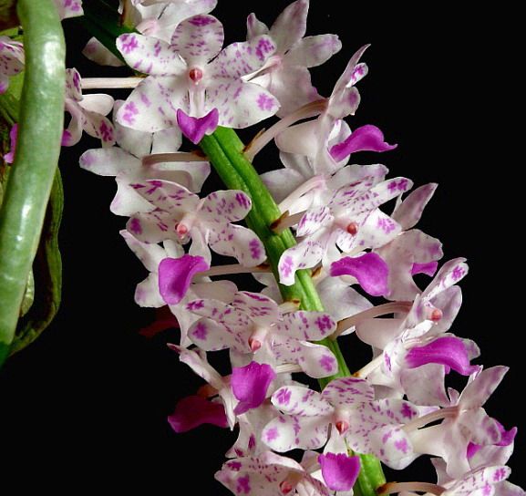 兰花-洋兰-杂交兰狐尾兰--rhy.retus香气浓郁花瓣质厚