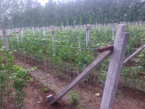 葡萄架水泥立柱猕猴桃柱子水泥杆子水泥围栏种植杆子立柱水泥桩