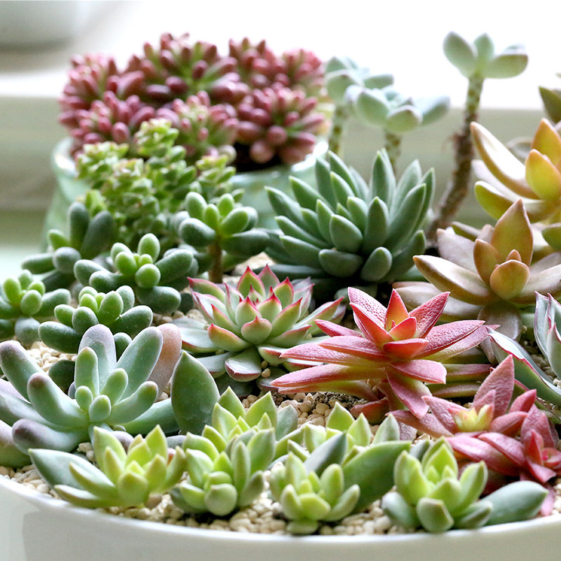 【天猫】 mmh 斯嘉丽多肉植物组合盆栽肉肉植物花卉盆栽办公室内防