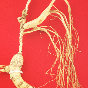 吉林融泽参茸拍卖会野山参专场_珍品拍卖 - 拍卖专场 - 阿里拍卖