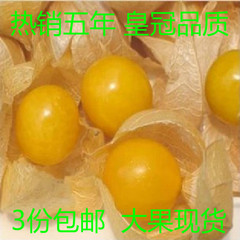 断货 东北黄姑娘果 新鲜水果洋姑娘儿 甜菇娘 灯笼果珍珠果500g