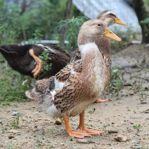 秦邦吉品有机稻田麻鸭新鲜农家散养鸭子1只装顺丰