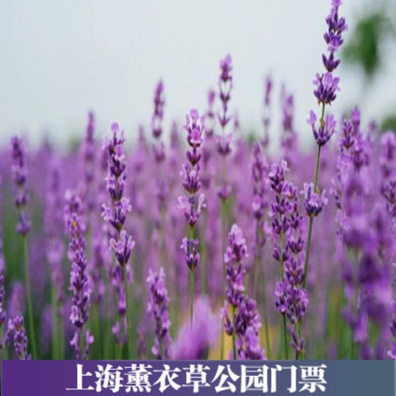 [上海薰衣草公园-大门票]上海薰衣草公园门票