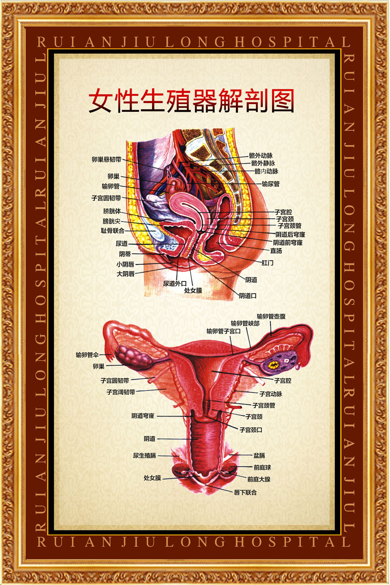 756海报印制展板写真喷绘923女性生殖器人体解剖图 - 新奇丽旗舰店