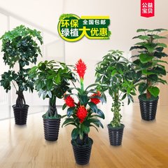 仿真绿植假树盆栽仿真树发财树客厅落地盆景假花滴水观音假树绿植