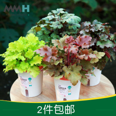 MMH 矾根草 室内桌面绿植盆栽花卉带花盆植物净化空气 2盆包邮