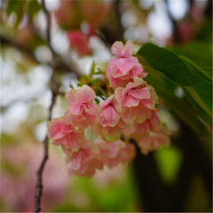 日本进口樱花苗 樱花树苗 郁金樱 15CM盆栽盆景