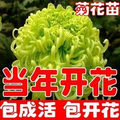 蔷薇花苗爬藤植物庭院大花月季玫瑰盆栽四季开花观花绿植花卉包邮