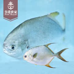 金鲳鱼600-700g 越南进口野生原产深海冰鱼类海鲜冰鲜新鲜活冷冻