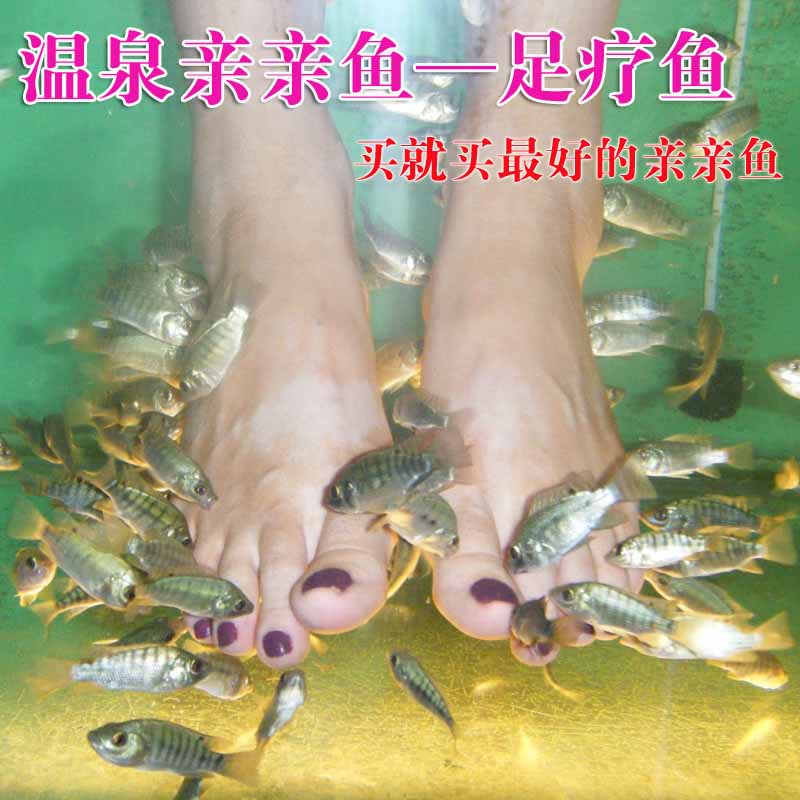 鱼疗小鱼 亲亲鱼 温泉亲亲鱼 洗脚足疗 土耳其鱼 亲亲小鱼 温泉