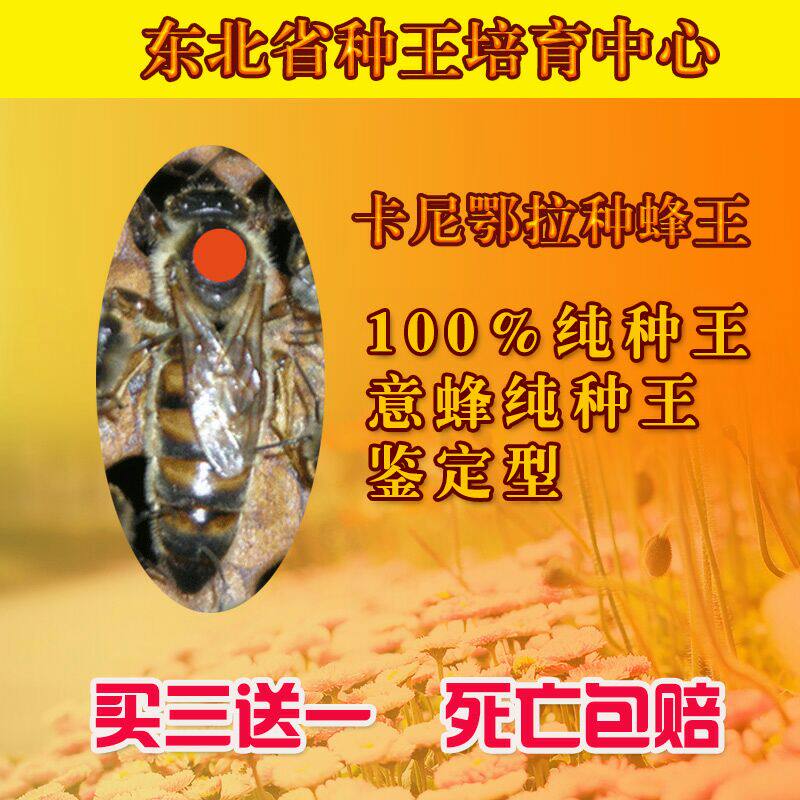 东北纯种王卡尼鄂拉蜂蜂王吉林蜂场现货包活包邮提供技术支持
