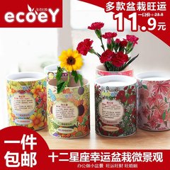 ECOEY 迷你盆栽微景观植物 DIY桌面小盆栽水培植物小花农迷你植物