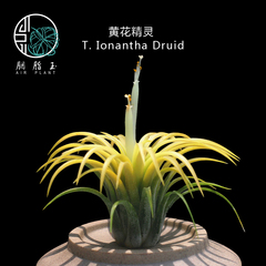 胭脂玉 空气凤梨 黄花精灵T. Ionantha Druid 无土植物