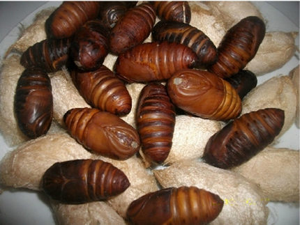 东北大新鲜蚕蛹鲜活柞蚕蛹蝉蛹茧蛹