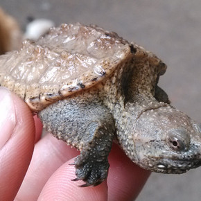 极品大黄壳杂佛乌龟纯佛大小鳄龟爆刺头纯佛苗活体5-6厘米