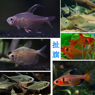 红玫瑰扯旗10条 黑尾大勾扯旗红衣梦幻扯旗鱼热带观赏鱼活体包邮