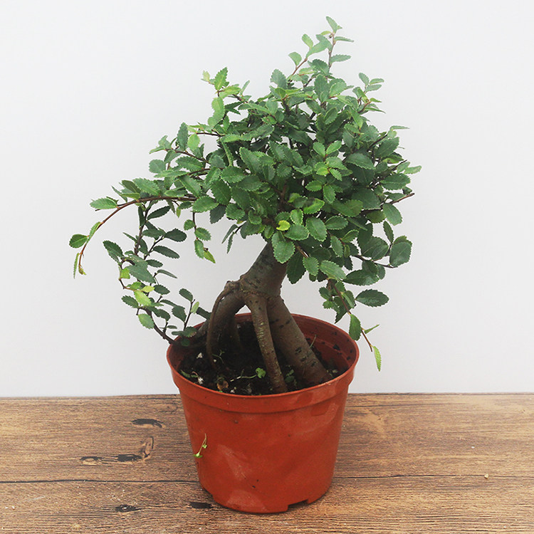 榆树盆景绿植小叶榔榆熟盆露根微型小树树桩绿植
