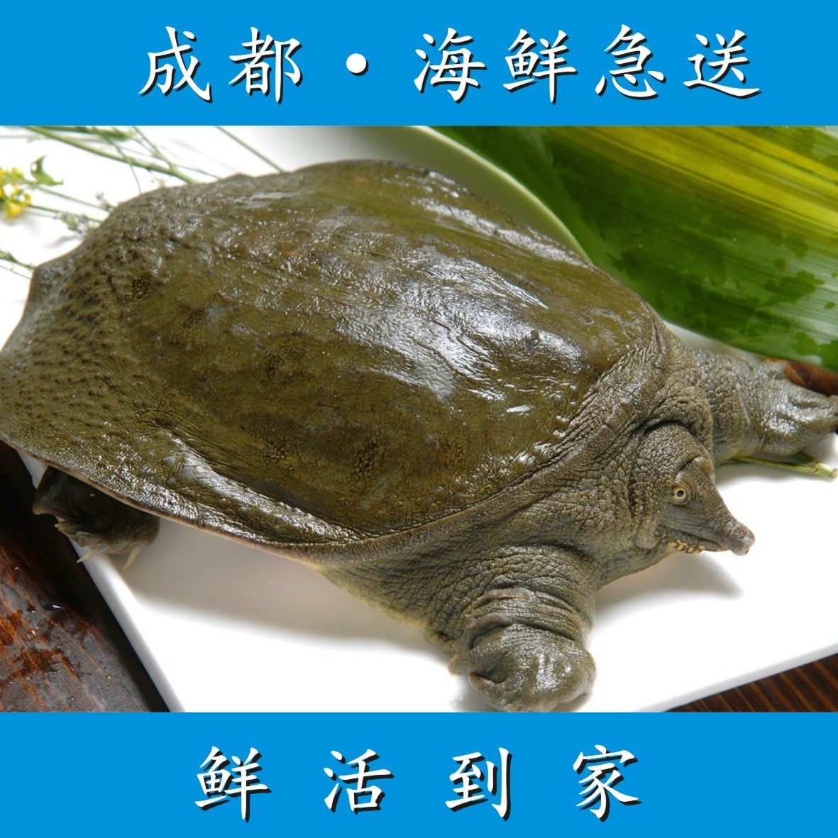 甲鱼一斤成都海鲜急送鲜活黑甲1斤左右黄甲鱼甲鱼
