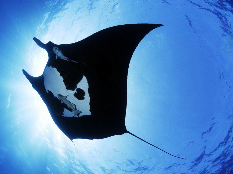 暑期 马代旅游甘格西岛gangehi5天蜜月旅游一价