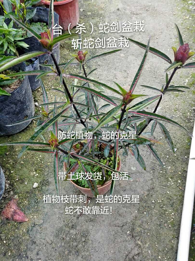 花叶假杜鹃潮汕刣蛇剑台蛇剑植物盆栽 金蝶花 枝带刺苗