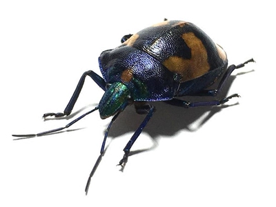 爪哇岛原始雨林惊艳的盾蝽人面蝽·昆虫标本