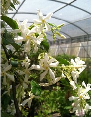意大利络石藤/风车茉莉藤 Rhyncospermum jasminoides1加仑/5加仑