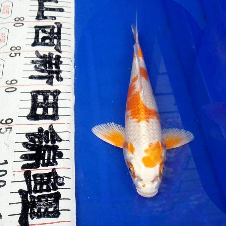 1520cm四选贴分日本锦鲤鱼苗活体冷水观赏鱼风水鱼包活